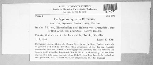Ustilago arctagrostidis image
